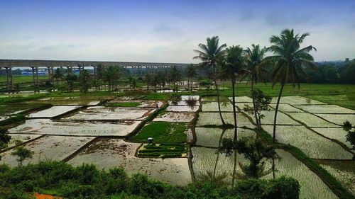 Scenic view of palm trees on landscape against sky