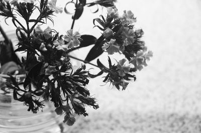 Close-up of flower tree against sky