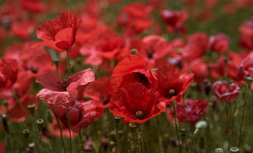 Close-up of red poppy flowers