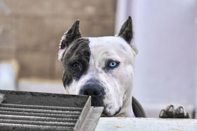 Portrait of dog behind wall