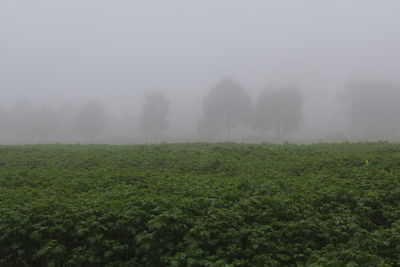 Scenic view of grassy field against sky during foggy weather