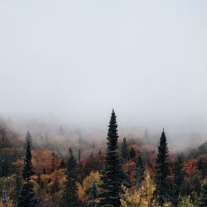 Scenic view of trees against sky during foggy weather