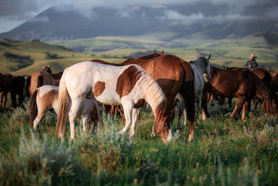 Horses in a field