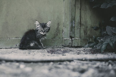 Portrait of a homeless street cat. close up view