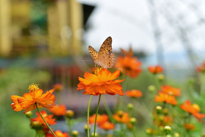 Close-up of butterfly pollinating on orange flower