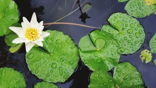 High angle view of lotus water lily in lake