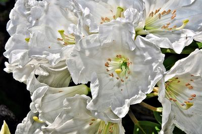 Close-up of white flowers