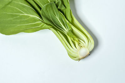 High angle view of green leaf against white background