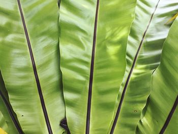 Full frame shot of banana leaves