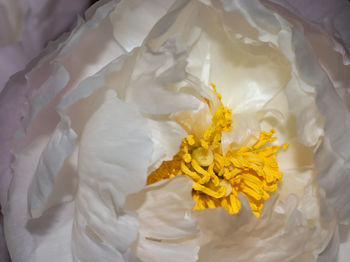 Close-up of white rose bouquet