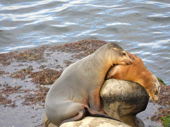 Close-up of sea lion on shore