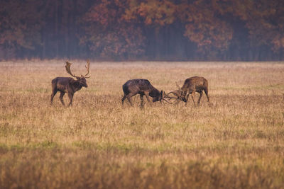 Deer standing on grassy field