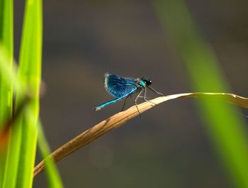 Close-up of insect on plant against blurred background