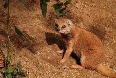 Portrait of a meerkat sitting on rock