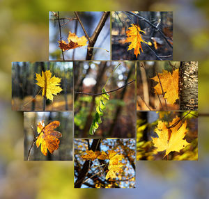 Close-up of yellow maple leaves on plant