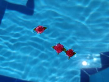 High angle view of red flower floating on water