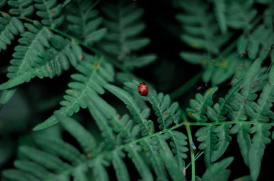 Close-up of ladybug on plant