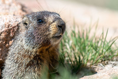 Close-up of marmot on field