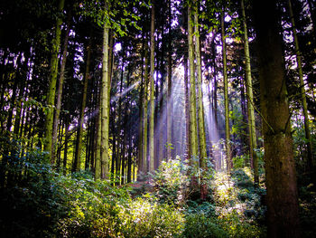 Trees in forest