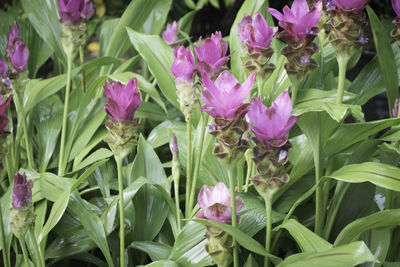 Close-up of pink flowering plants