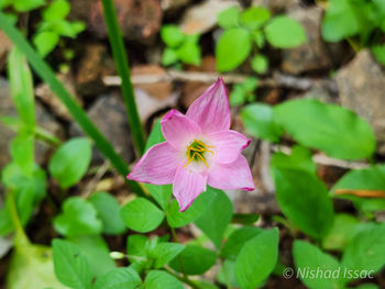 flowering plant