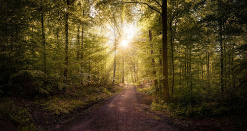 Road amidst trees in forest