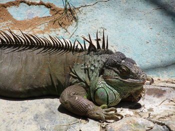 Close-up of lizard on rock