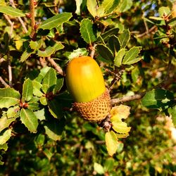 Low angle view of apple growing on tree