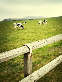 Sheep grazing on grassy field