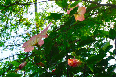 Low angle view of leaves on tree