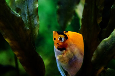 Close-up of fish swimming in sea