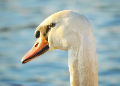 Close-up of swan against lake