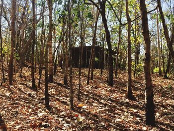 Trees in forest