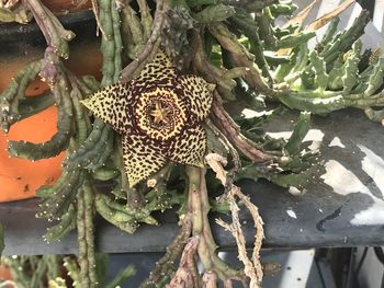 Close-up of succulent plant