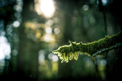 Close-up of lichen on tree in forest