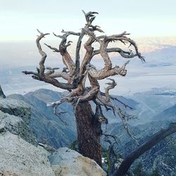 Dead tree on snow covered landscape