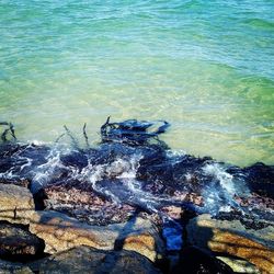 Turtle on rock by sea