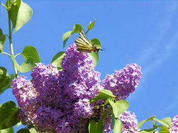 Close-up of butterfly pollinating on purple flower