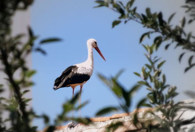 Low angle view of white stork perching on retaining wall
