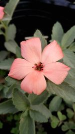 Close-up of pink flowering plant