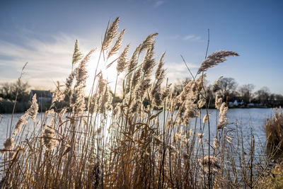 Reeds growing in lake against sky