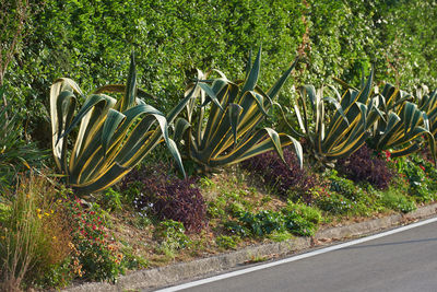 Close-up of plants on road by trees