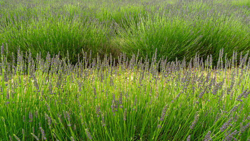 Purple petals of lavender young bud flower blossom in row at a field under 