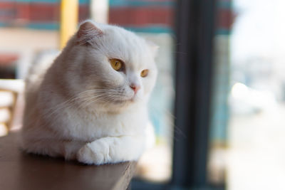 Close-up of cat looking away