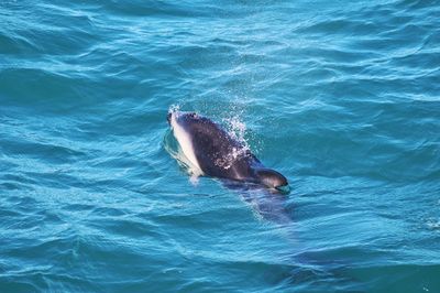 High angle view of whale swimming in sea