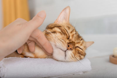 Cropped hand of woman holding cat