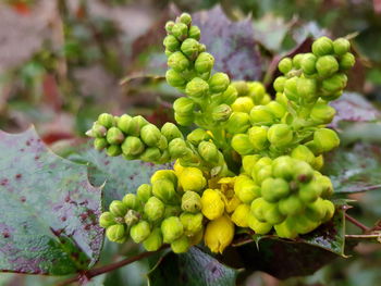 Close-up of grapes growing on plant