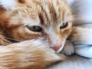 Close-up portrait of a cat