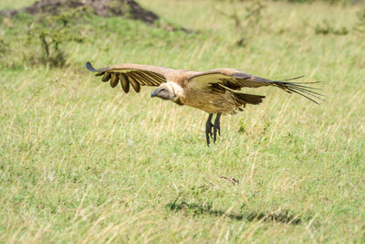 White-backed vulture about to land on grass