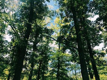 Low angle view of trees in forest